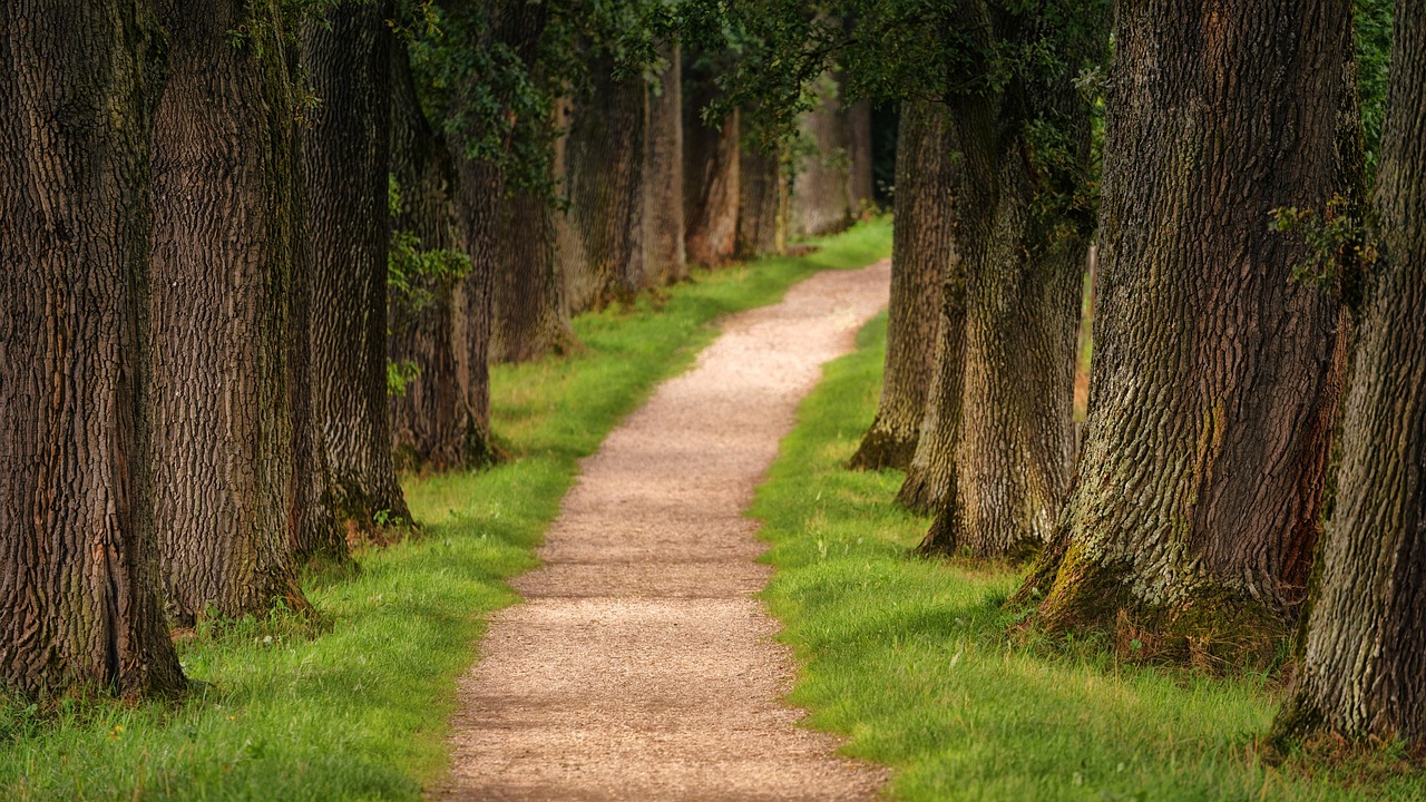 A quiet path through trees
